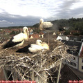 08_45-nest.jpg