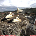 08_50-nest.jpg
