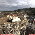 08_55-nest.jpg