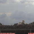 09_00-mast.jpg