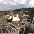 09_00-nest.jpg