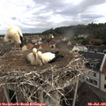 09_05-nest.jpg