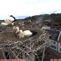 09_10-nest.jpg