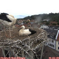 09_15-nest.jpg