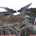 09_20-nest.jpg