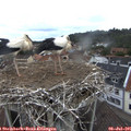 09_25-nest.jpg