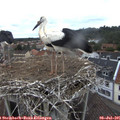 09_30-nest.jpg