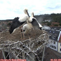09_35-nest.jpg