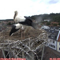 09_40-nest.jpg