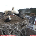 09_45-nest.jpg