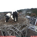 09_50-nest.jpg