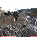 09_55-nest.jpg