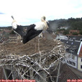 10_00-nest.jpg