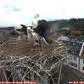 10_05-nest.jpg