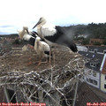 10_10-nest.jpg