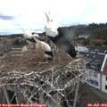 10_15-nest.jpg