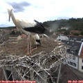 10_20-nest.jpg