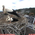 10_25-nest.jpg
