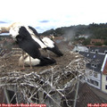 10_30-nest.jpg