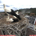 10_35-nest.jpg
