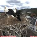 10_40-nest.jpg