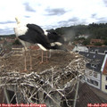 10_45-nest.jpg