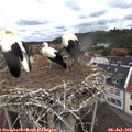 10_50-nest.jpg