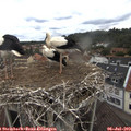 10_55-nest.jpg