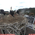 11_00-nest.jpg