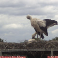 11_05-mast.jpg