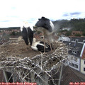 11_05-nest.jpg