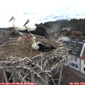 11_10-nest.jpg
