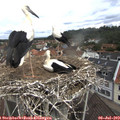 11_15-nest.jpg