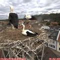 11_20-nest.jpg
