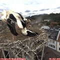 11_25-nest.jpg