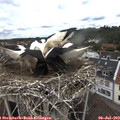11_30-nest.jpg