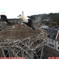 11_35-nest.jpg