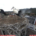 11_40-nest.jpg