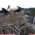 11_45-nest.jpg