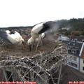 11_55-nest.jpg