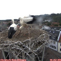 12_00-nest.jpg