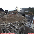 12_05-nest.jpg