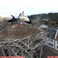 12_10-nest.jpg