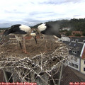 12_15-nest.jpg