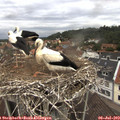 12_20-nest.jpg