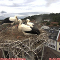 12_25-nest.jpg