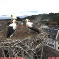 12_30-nest.jpg