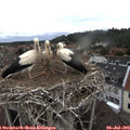 12_35-nest.jpg