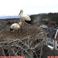 12_40-nest.jpg