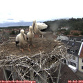 12_45-nest.jpg